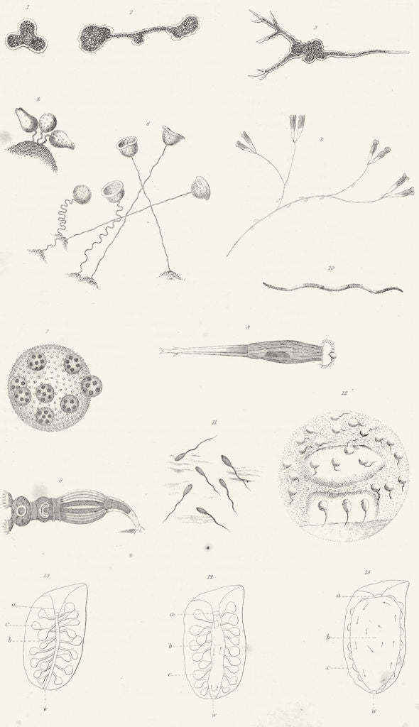 BIOLOGY. Animalcules 1849 old antique vintage print picture